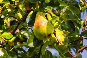 Pruning Fruit Trees in Oregon